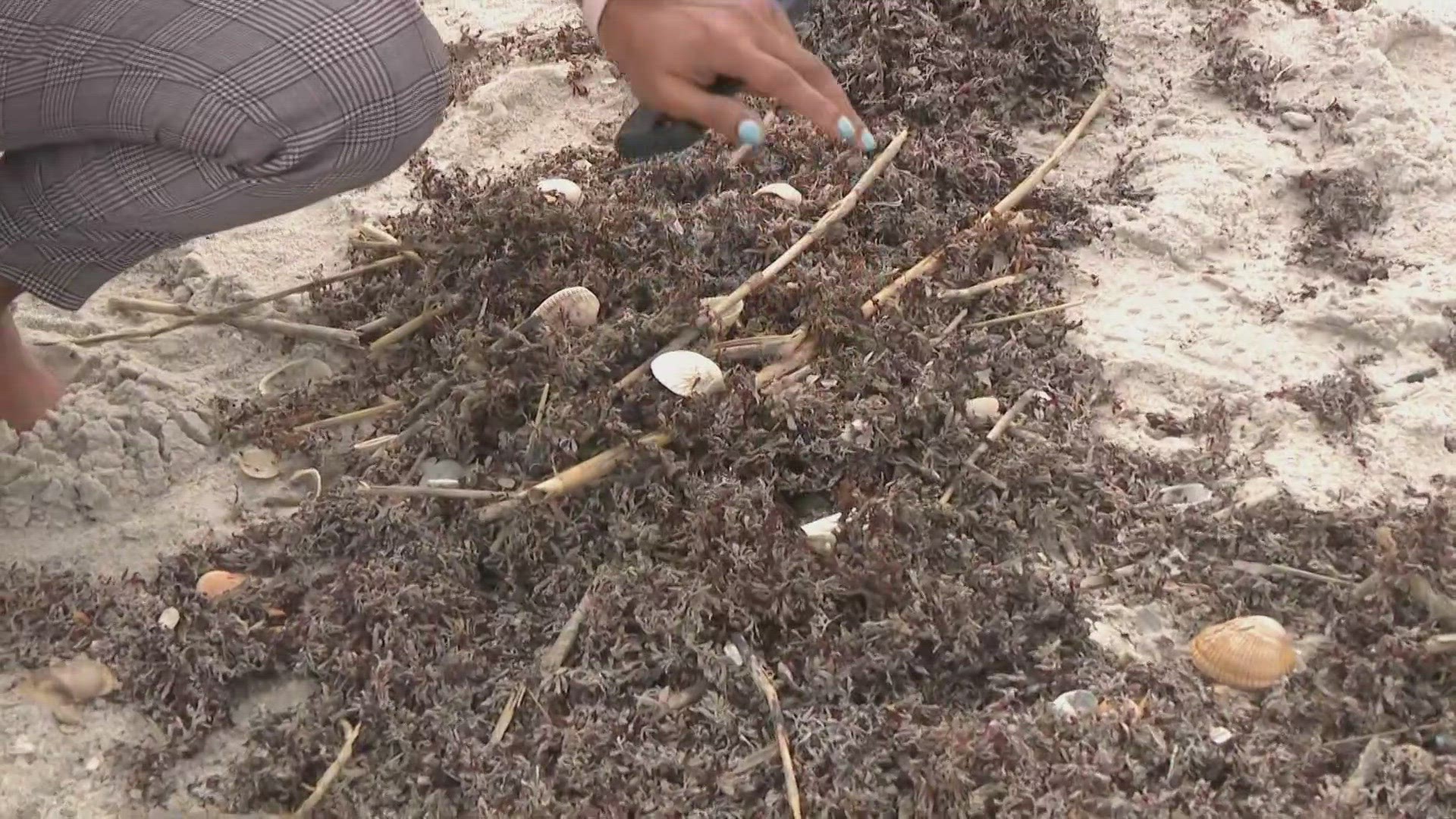 Sargassum is a genus of large brown seaweed that floats in island-like masses and never attaches to the seafloor.