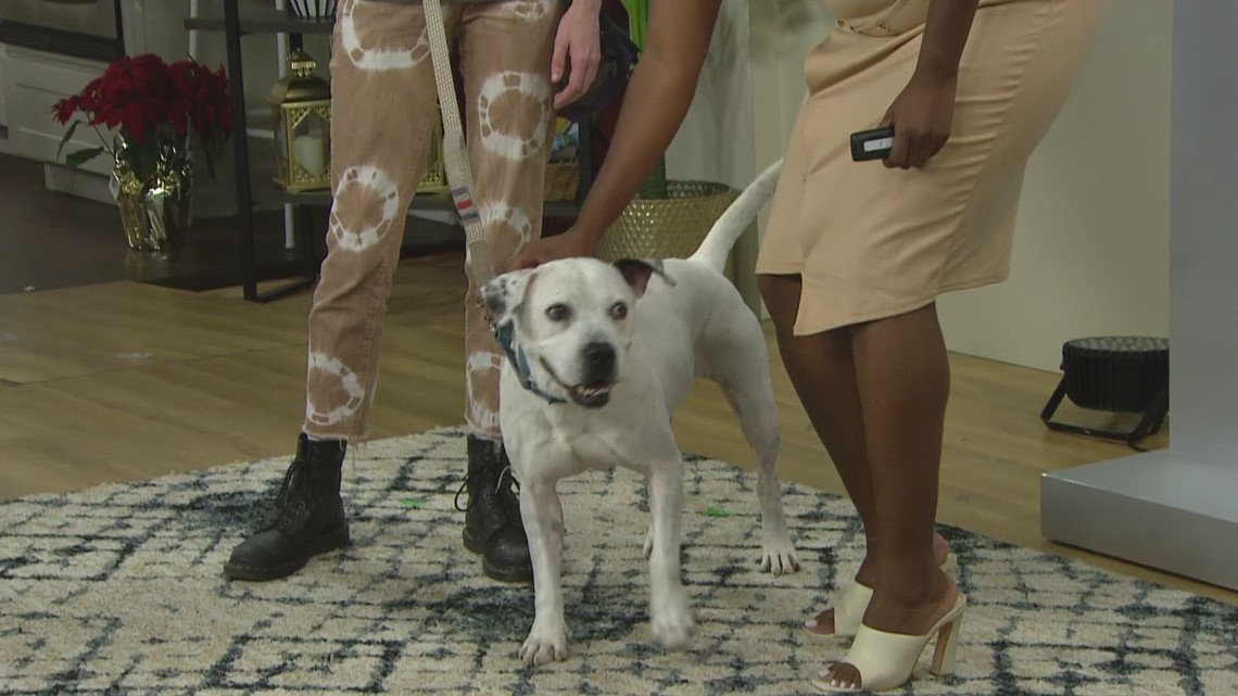 Pet Tails: Meet Thackary, a 6-year-old 'very talented' male dog who can ...