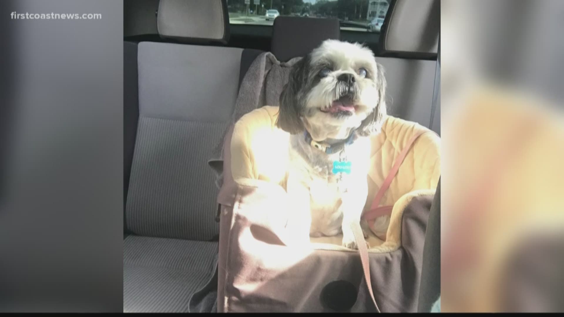 The dog, named Lucious is 15-years-old and blind. The family is grateful to have their furry friend back home.