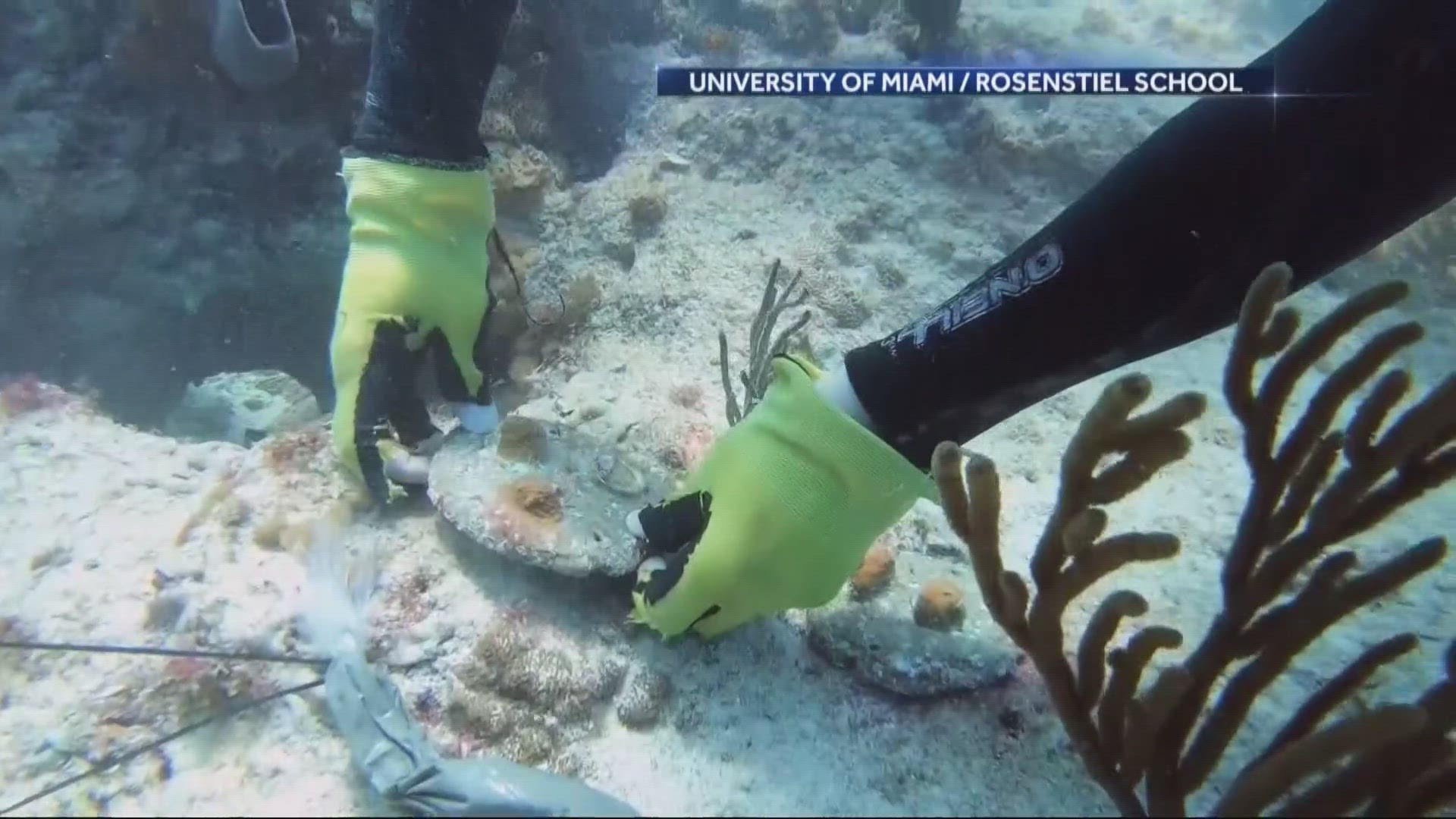 All stations across the Caribbean Sea monitored for coral bleaching will reach or exceed the significant to severe bleaching level this summer, according to NOAA.