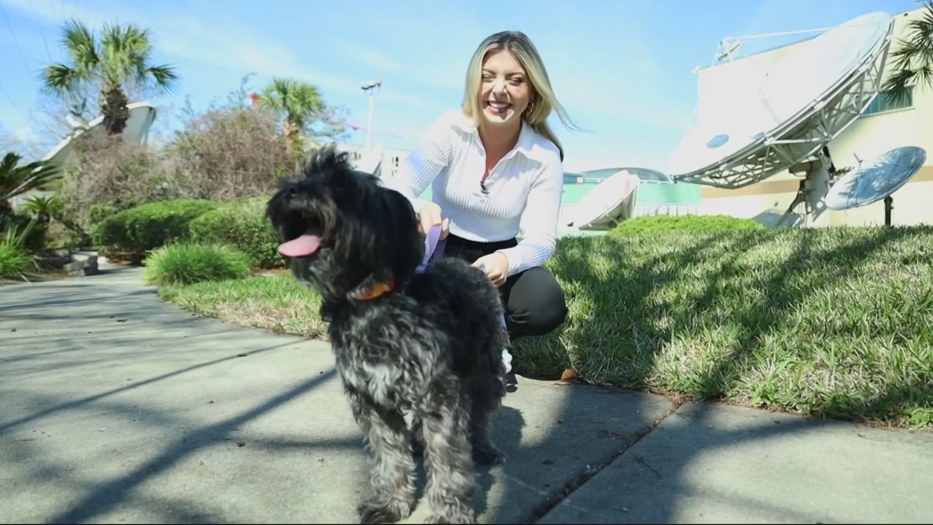 It's called Black Dog Syndrome and experts say it's a myth.