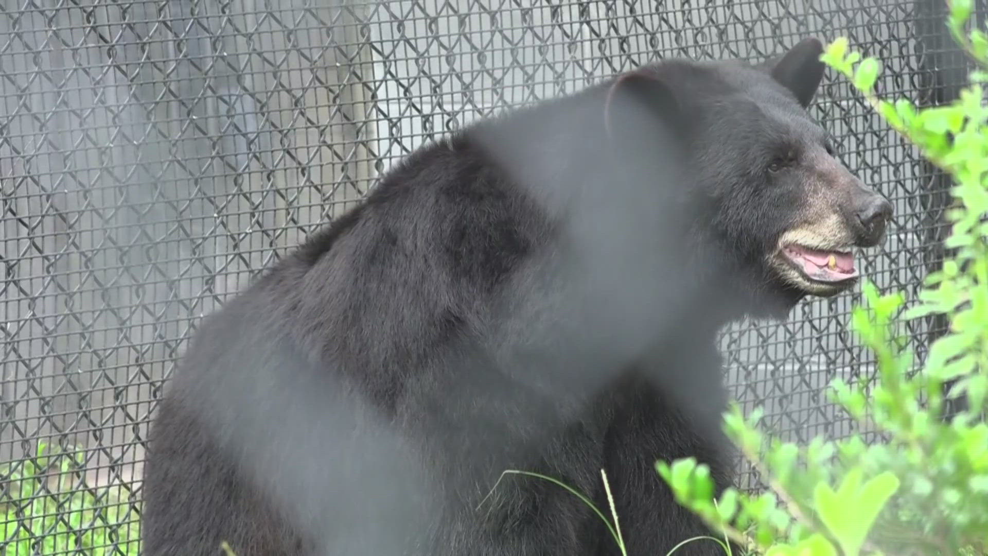 In the heat, the zookeepers take direction from the animals.