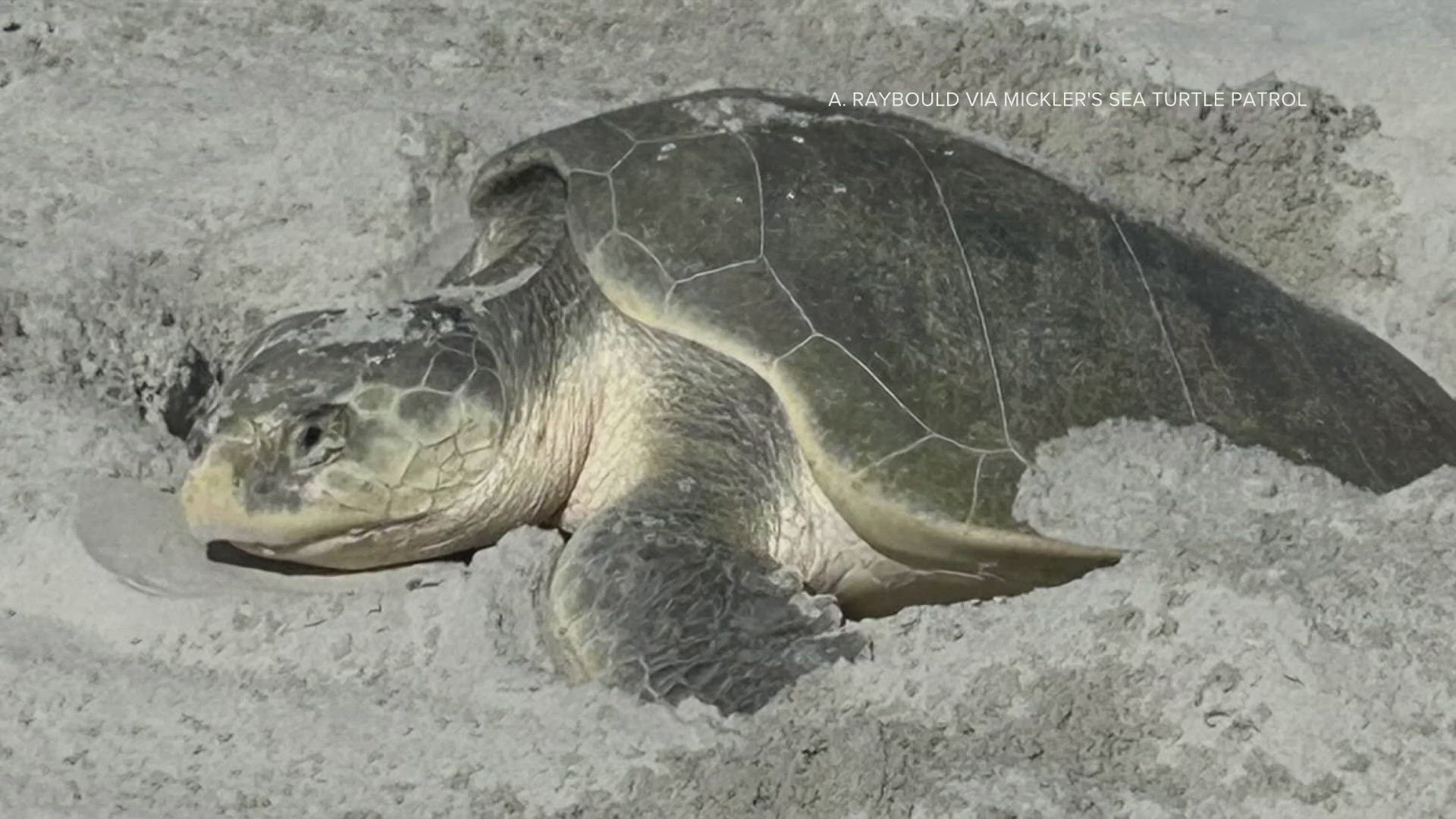 The species is the smallest and most endangered sea turtle, according to the National Wildlife Federation.