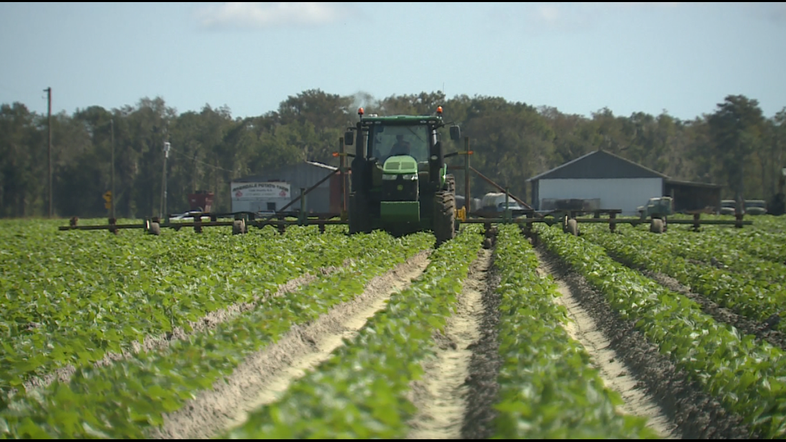 Florida farmer shares how pandemic has impacted crops