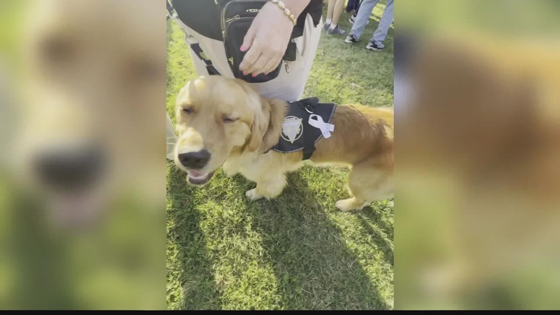 Therapy dog back in St Augustine after a trip | firstcoastnews.com - Vimarsana News