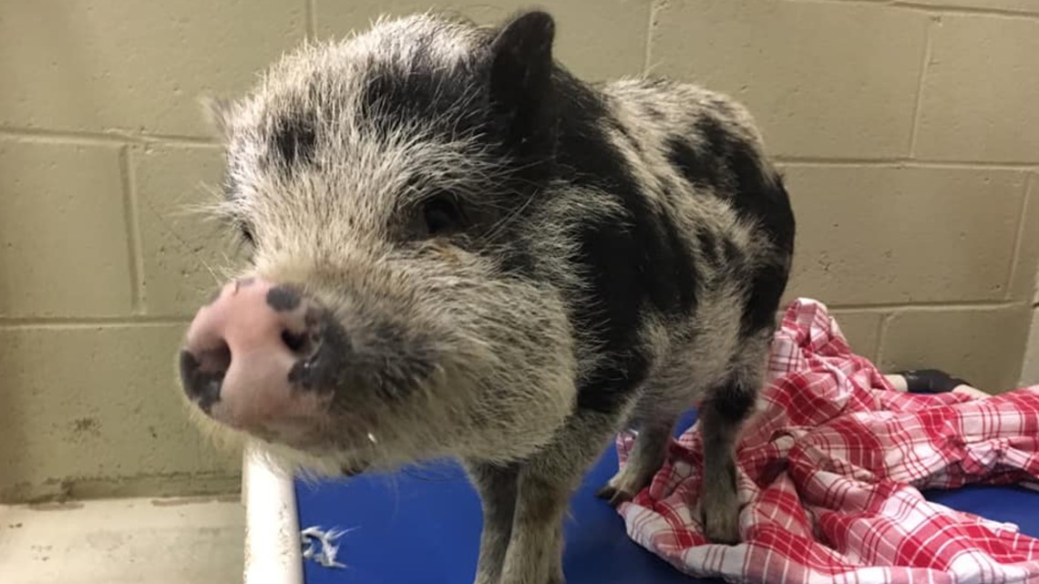 Adorable micro-chipped and leash-trained pig up for adoption ...