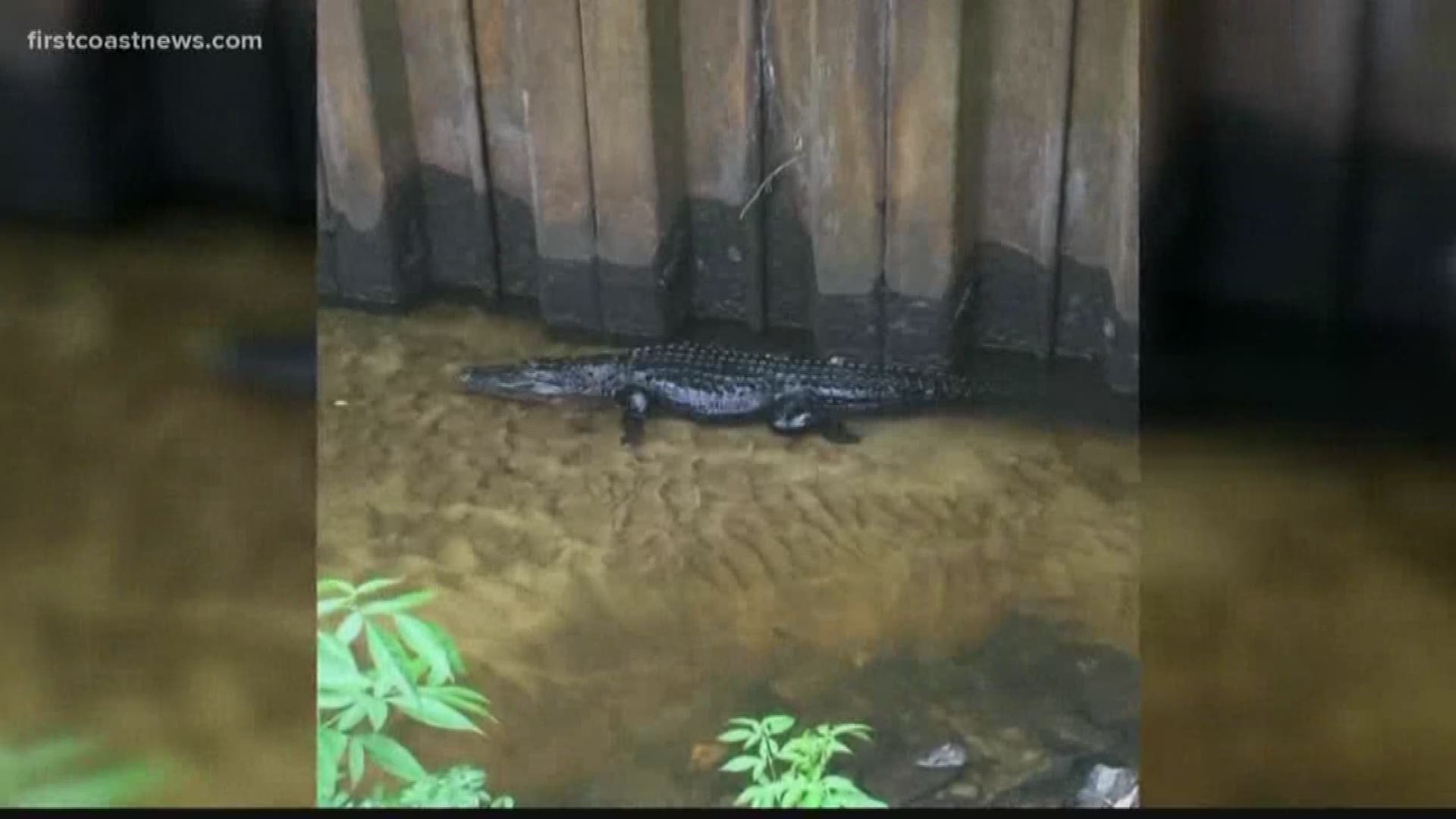 Murray Hill residents are reporting and tracking several alligators in their area. FCN's Bethany Anderson has more on this development.