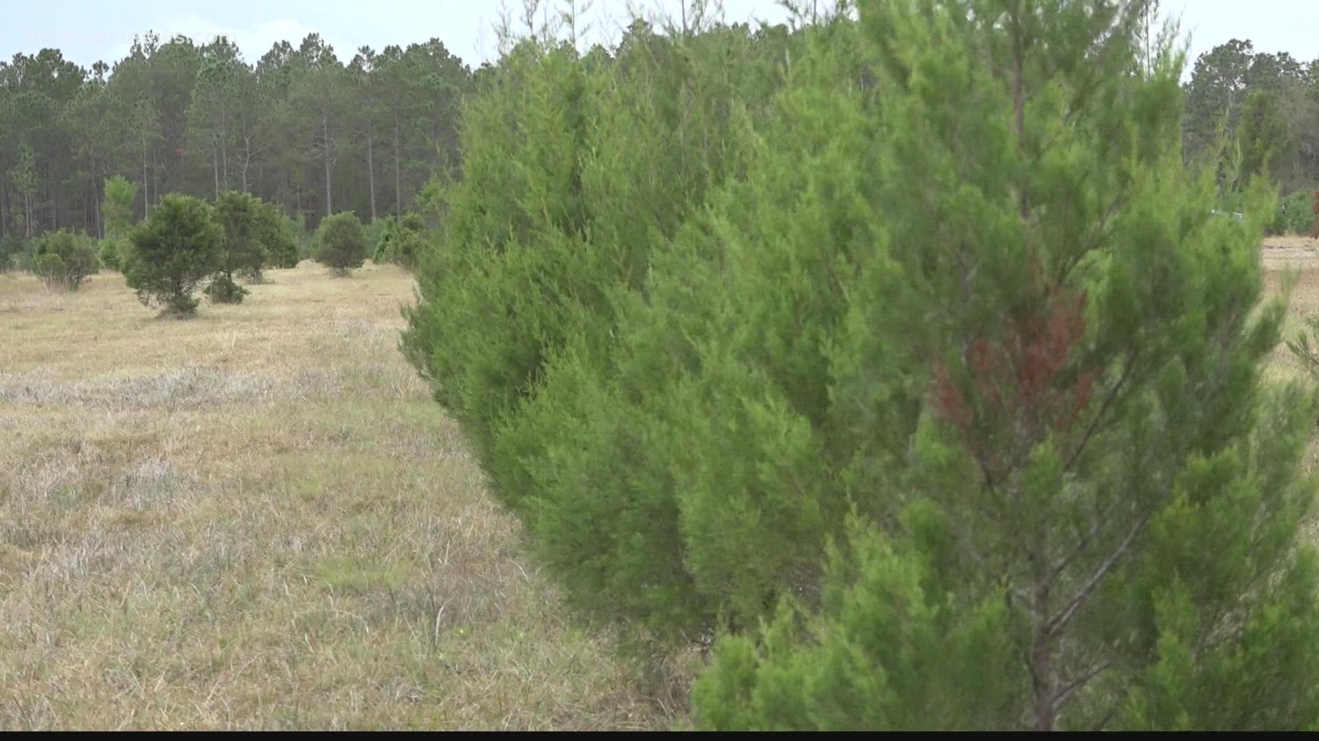 Songer's Christmas Tree Family Farm in Middleburg has been operating for more than 30 years.