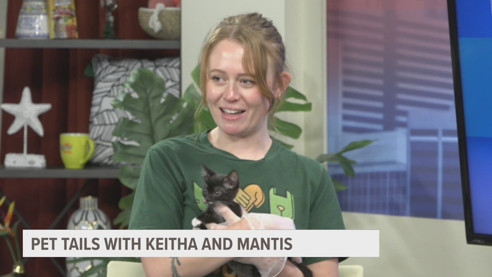 The Jacksonville Humane Society will have free adoptions on cats and kittens Saturday at the PetSmart store on Southside Boulevard from 10 a.m. to 3 p.m.