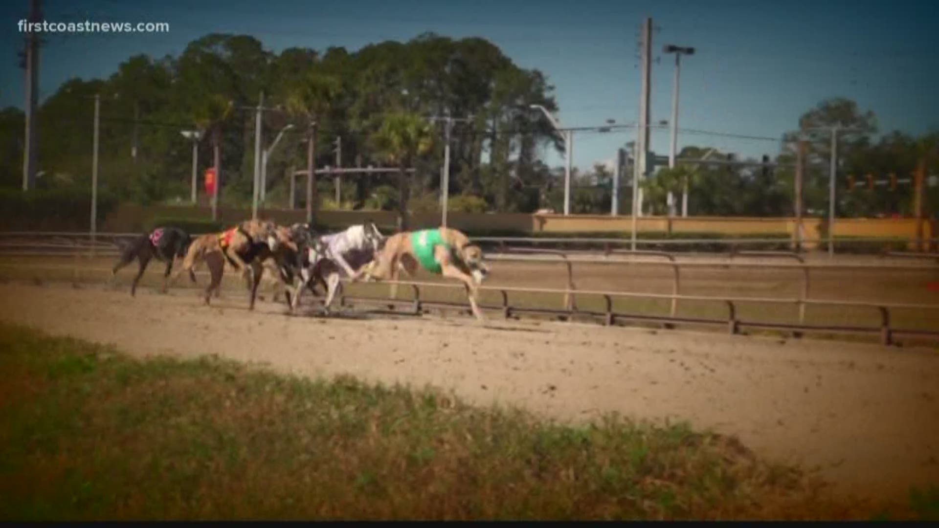 Two greyhound trainers are filing litigation to get their licenses back amid a drug scandal involving the dogs.