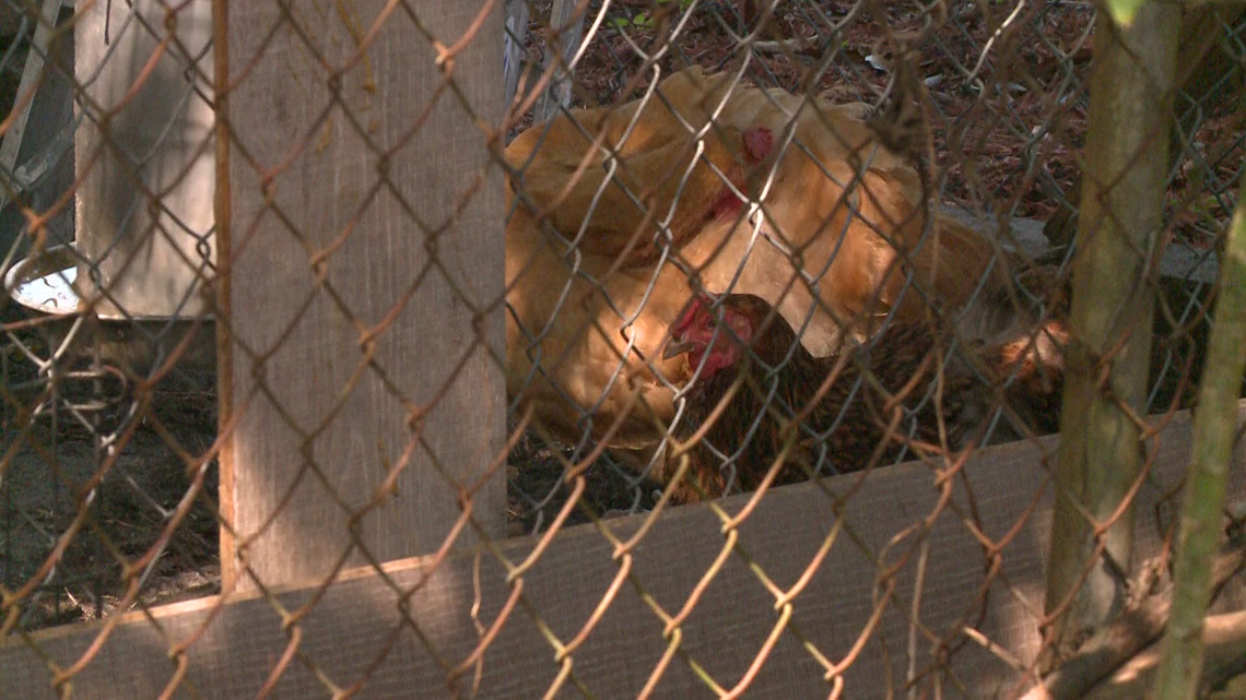 Chickens causing complaints in Florida neighborhood