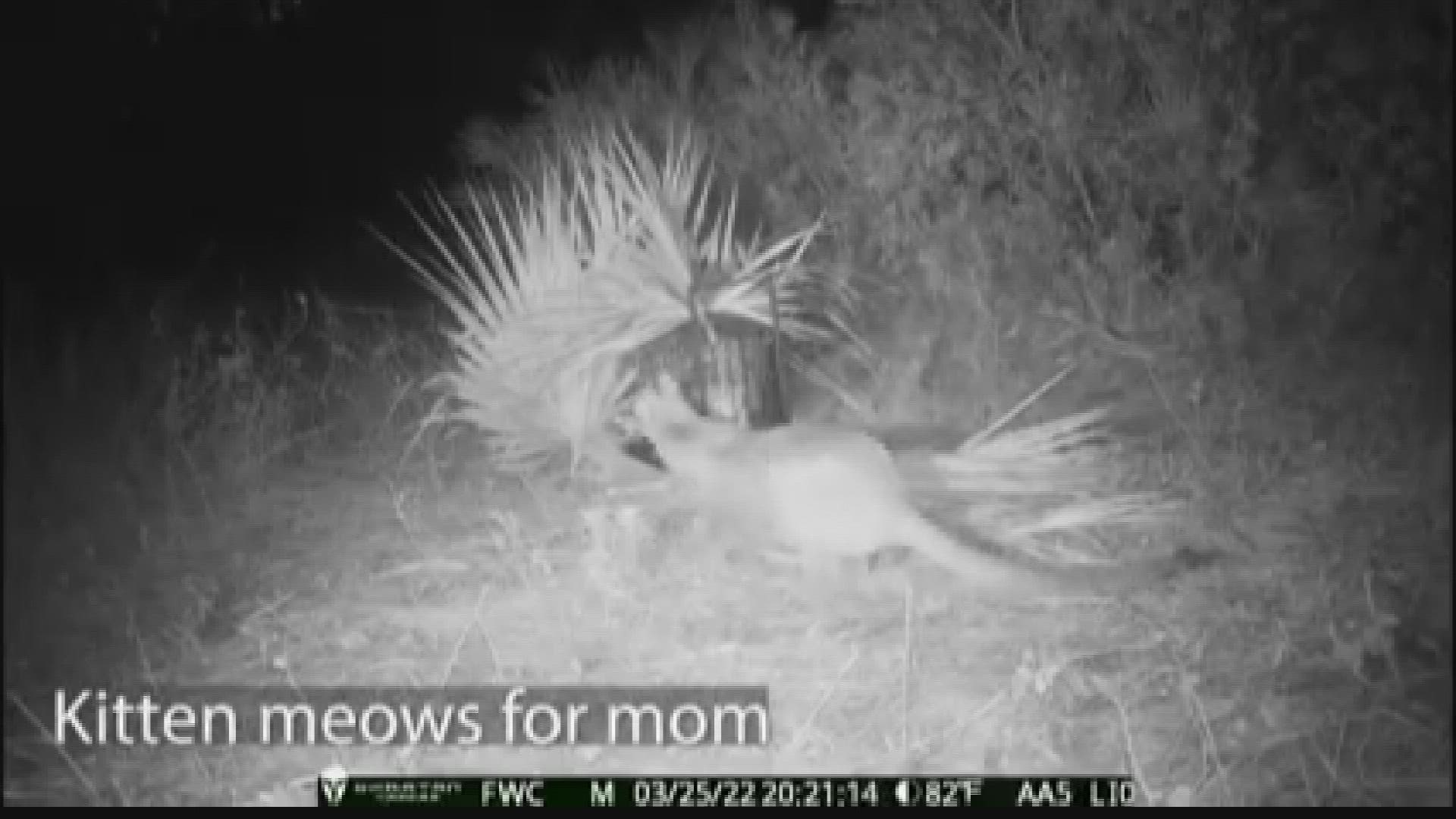 FWC left the baby in a cage with a trail camera so the mom could smell her kitten.