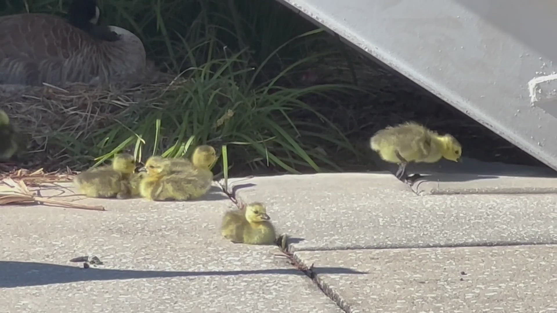 Florida deputies rescue baby ducks from sewer drain | firstcoastnews.com