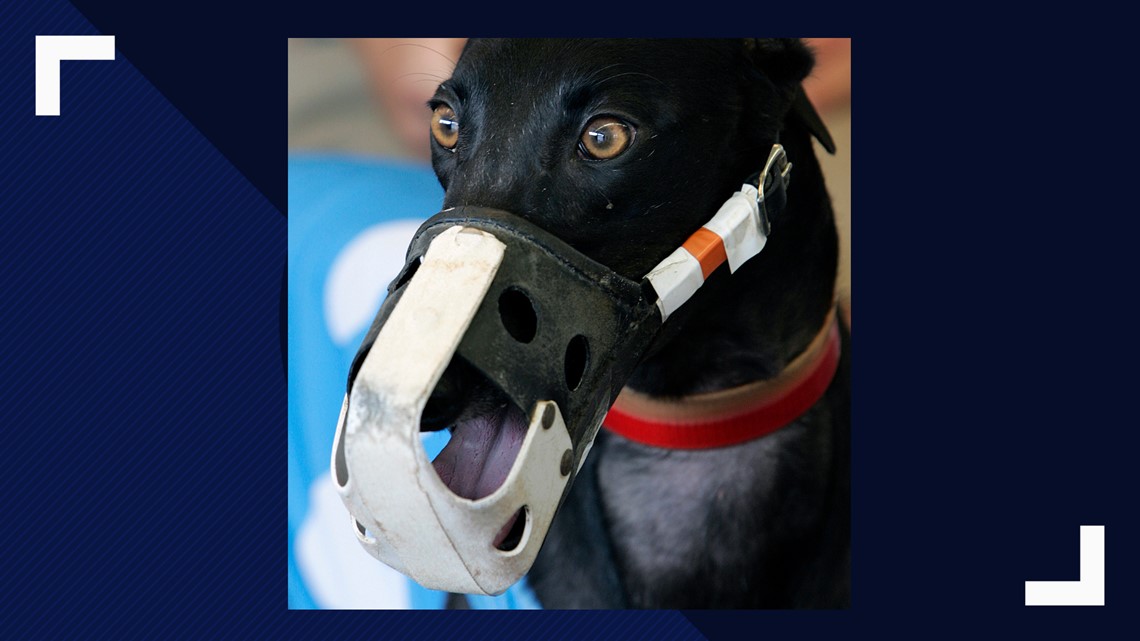 Drug violations in greyhound racing in Orange Park