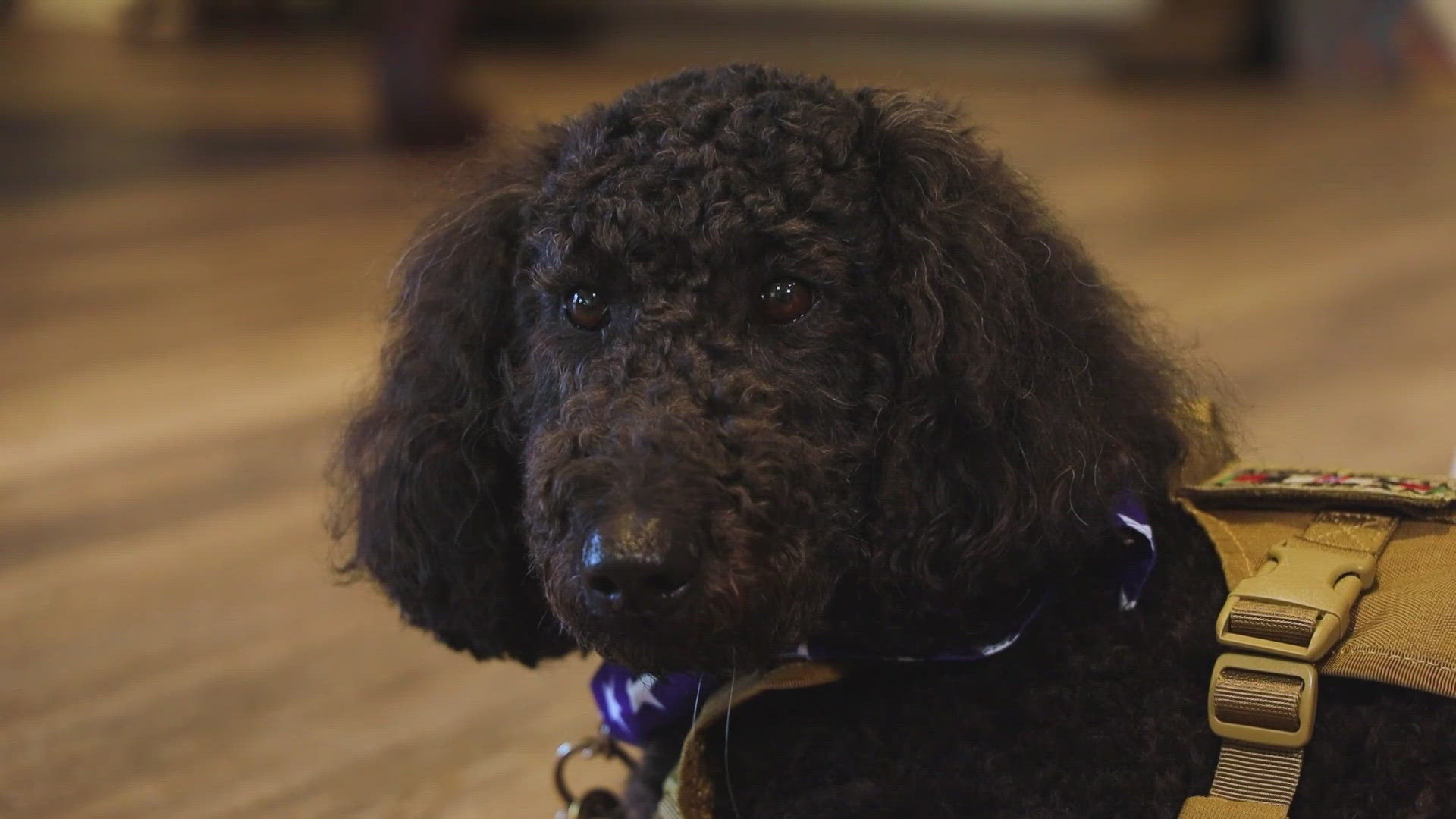 After serving as a Navy medic for the Marines in Afghanistan, Doc found himself suffering from PTSD. That is, until Mary Lee came into his life.