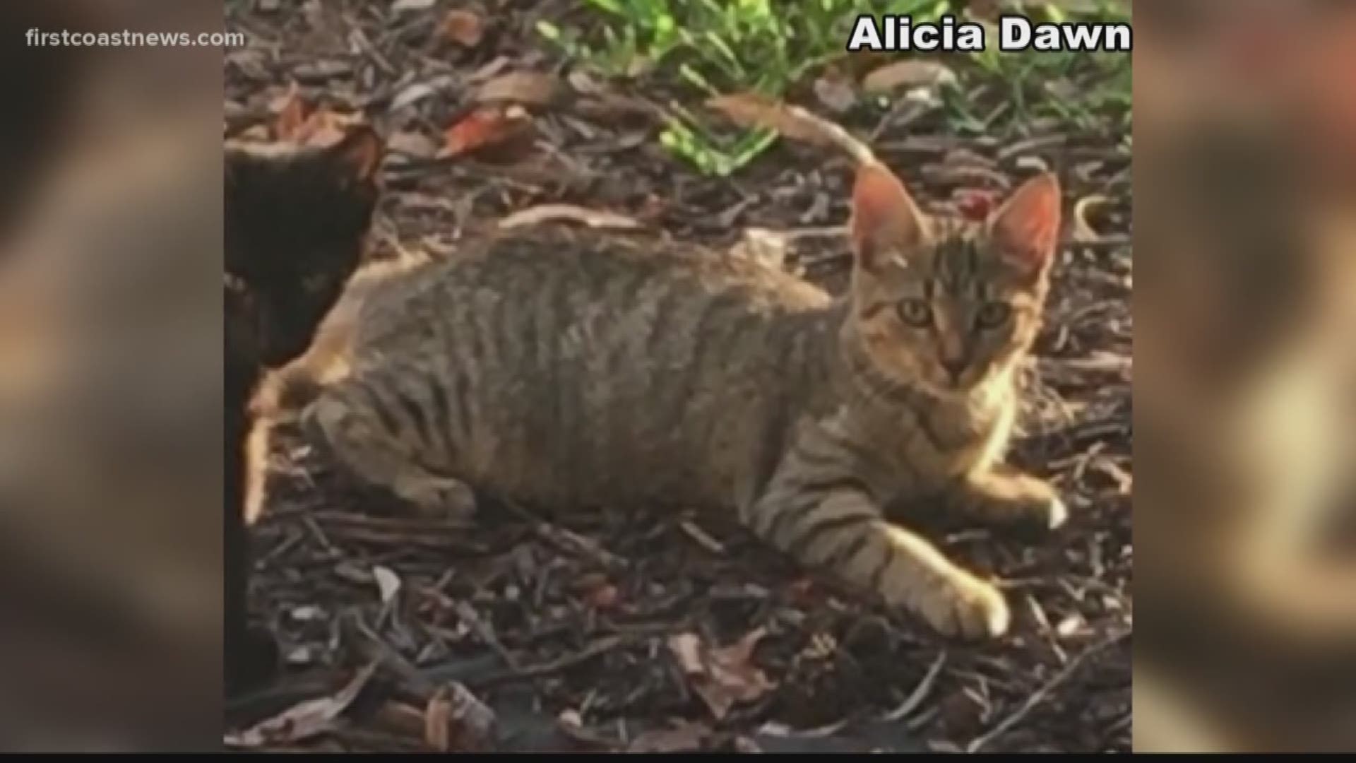 An Orange Park family is devastated after two dogs were caught on camera killing their house cat.