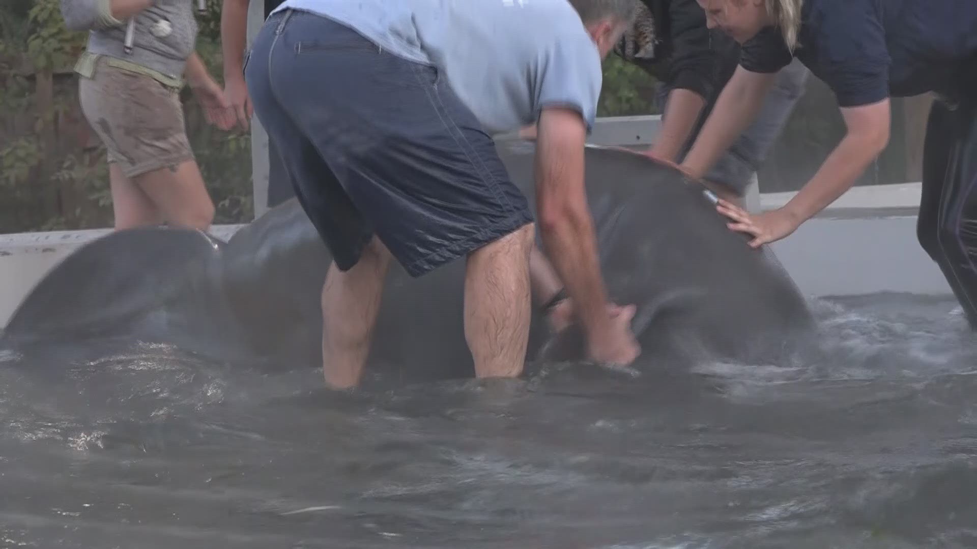 The manatee, named BriarRose, was expected to be released Thursday but that has been postponed due to an injury she sustained during transport.