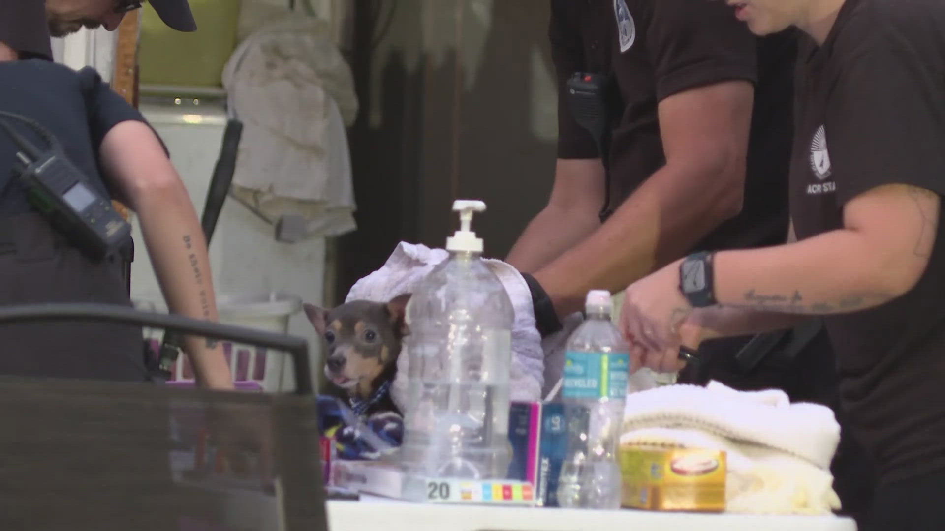 Animal Control takes 130 chihuahuas from Florida home | firstcoastnews.com