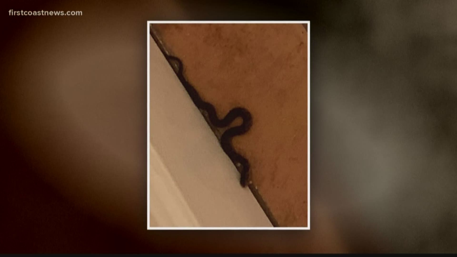A couple was in Orlando to celebrate a birthday and came face-to-face with what she fears, a snake.