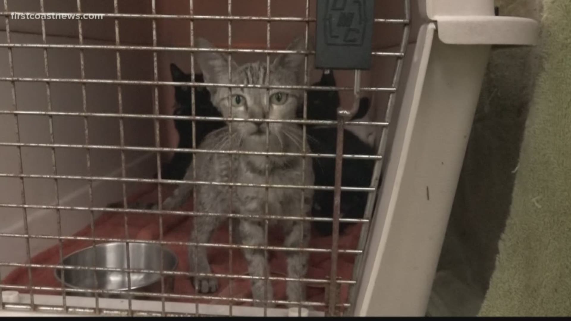 Almost 20 cats that belonged to the adoption coordinator at Catty Shack Ranch Wildlife Sanctuary died in a fire that broke out at a Northside home.