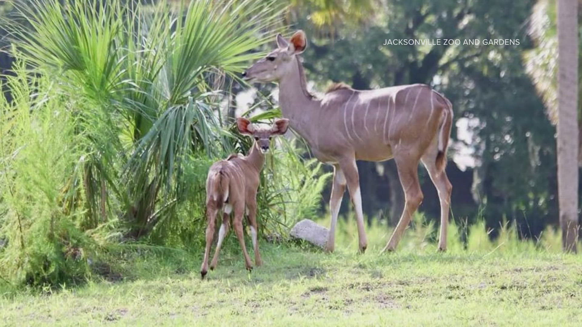 The zoo says Samara was born at 40 pounds on July 11, and has since doubled in size.