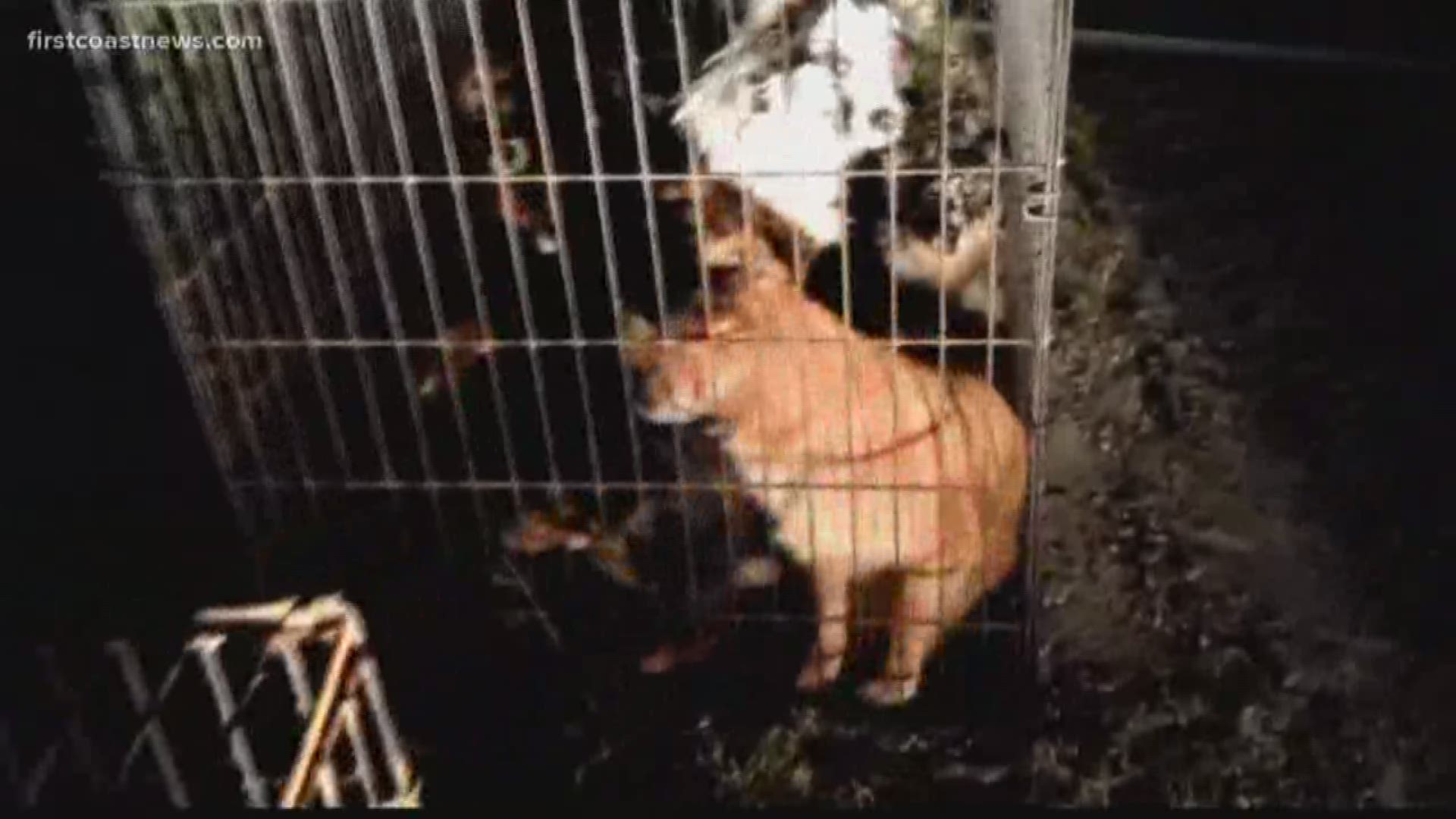 The dogs were dumped outside a shelter in Baker County