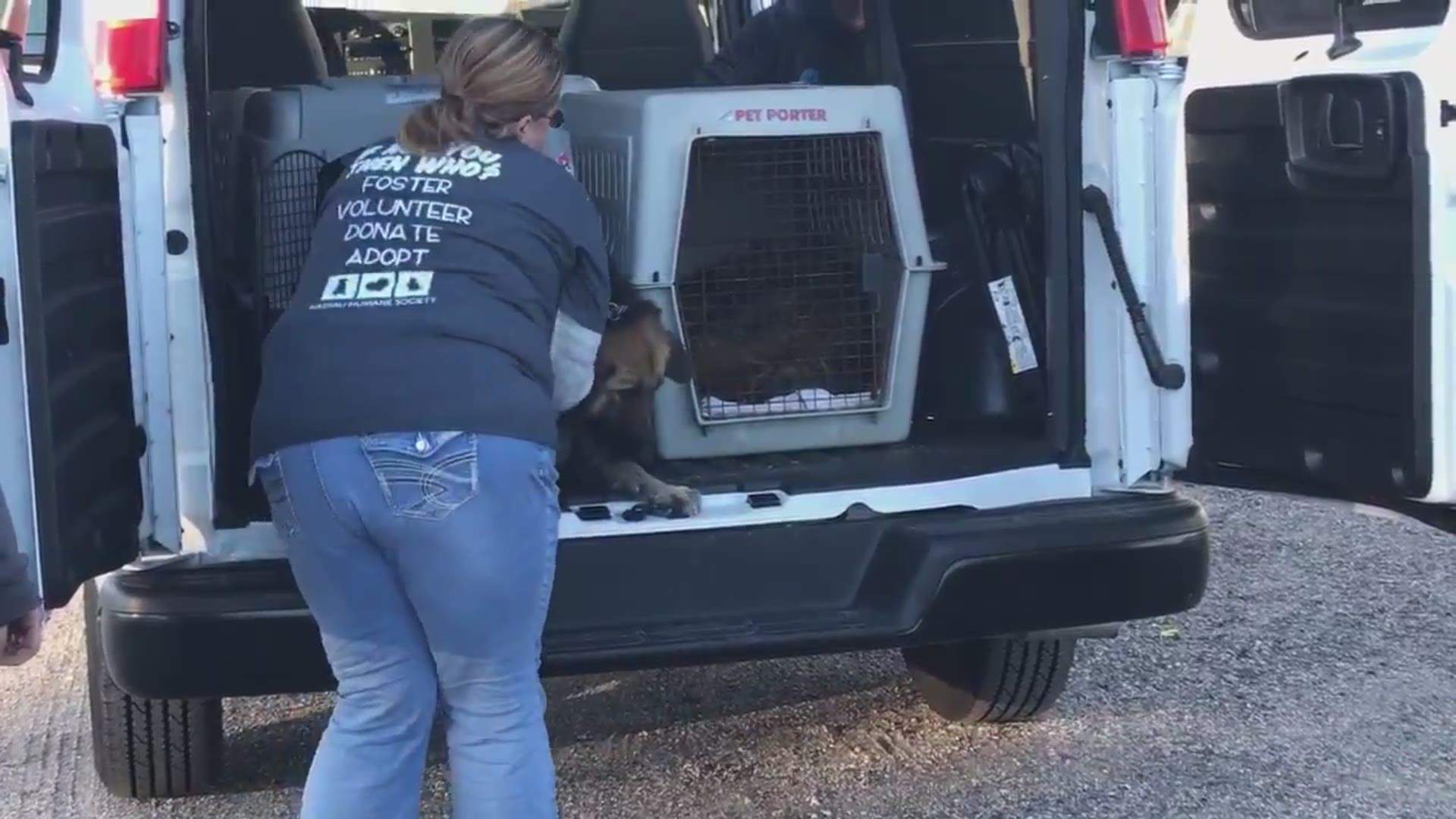 Five rescued German Shepherds arrived at Amelia Island Sunday as part of a huge rescue effort by the Nassau Humane Society.