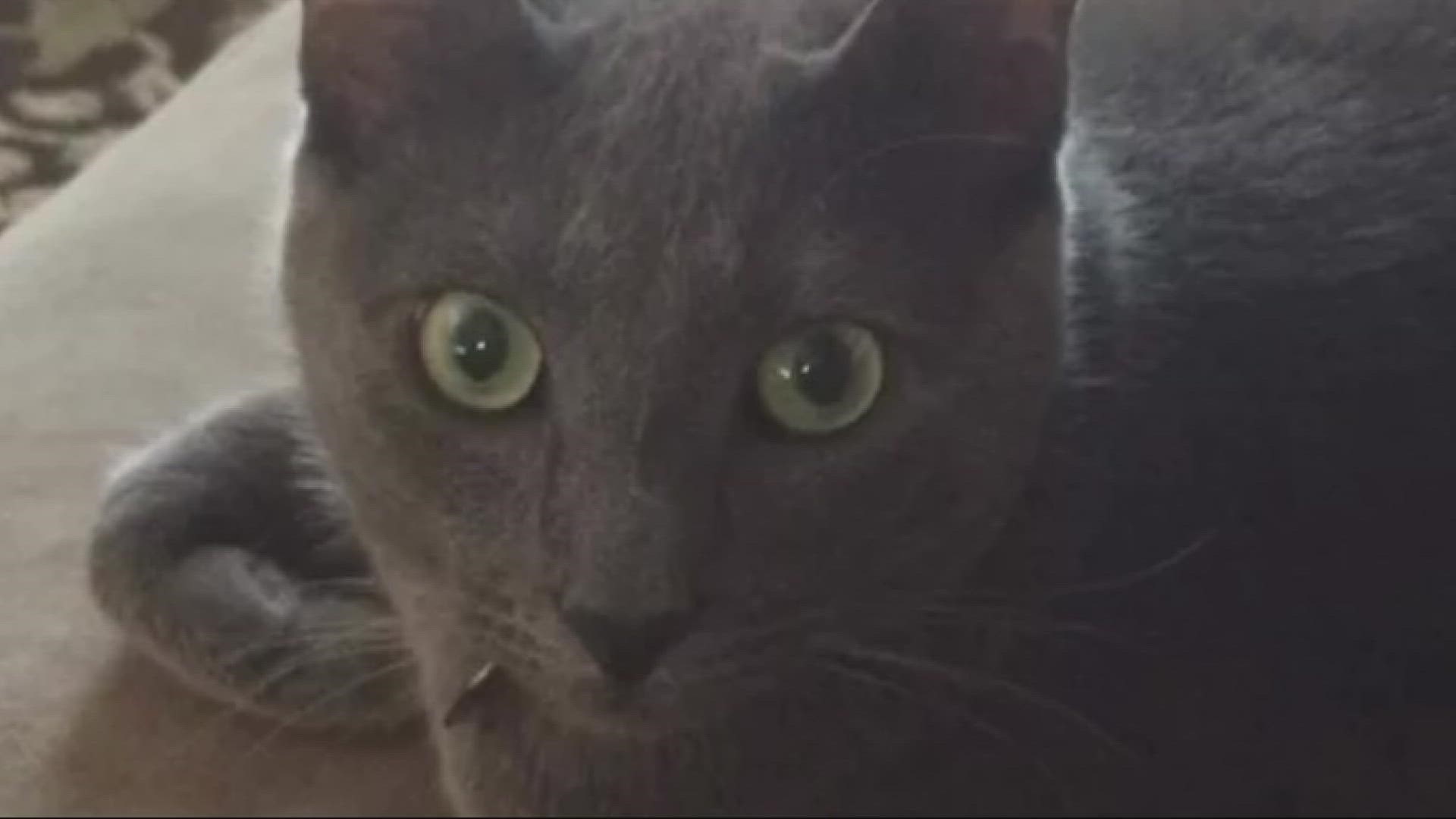 Neighbors are searching for someone they say is a "serial cat killer" in Springfield.