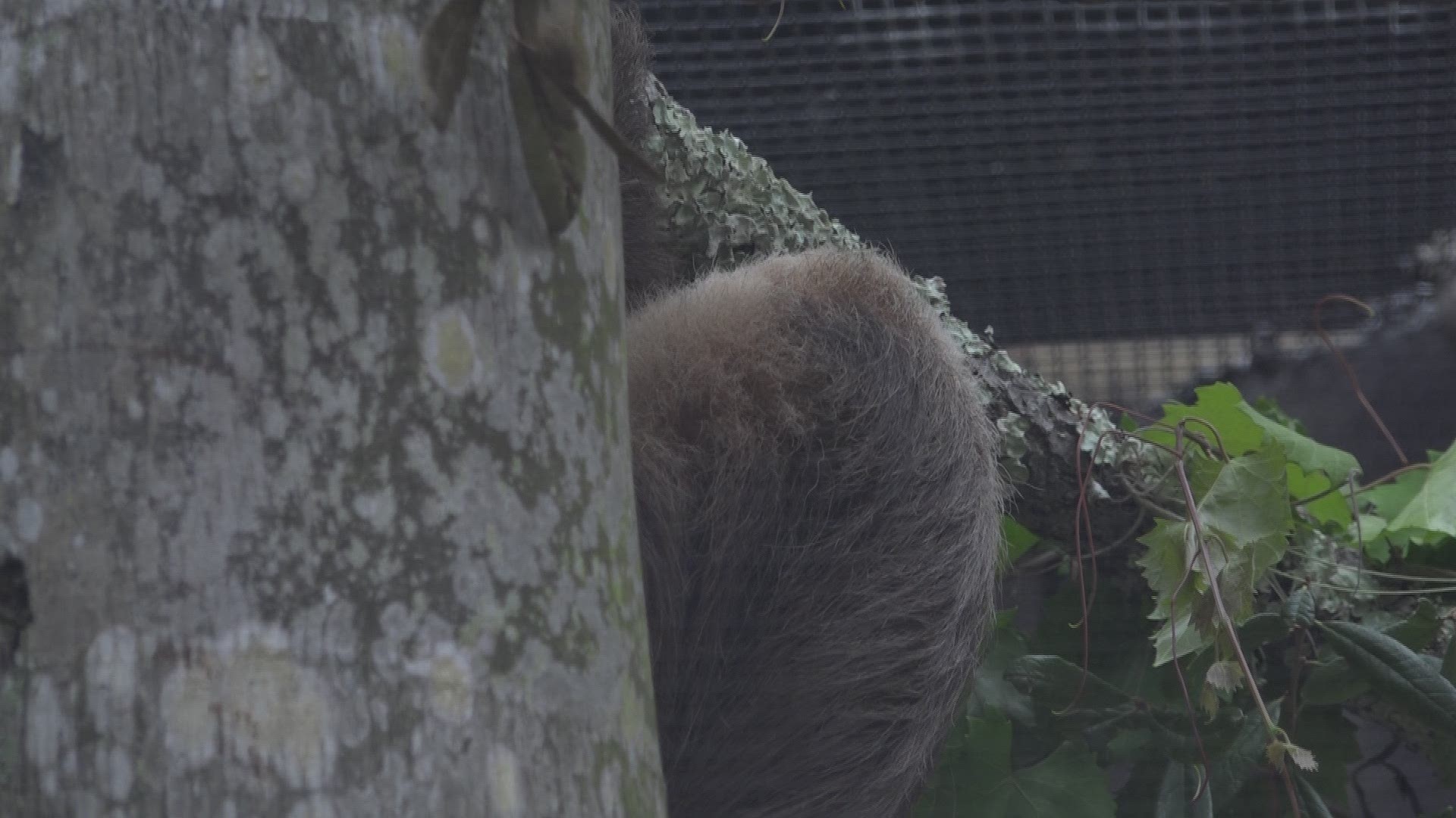 The two two-toed male and female sloths, Grizzly and Teddy, will call the park their home after months of build-out.