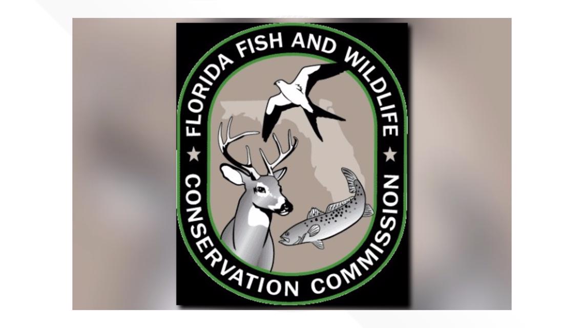 Man injured by bear in Daytona Beach | firstcoastnews.com - Vimarsana News
