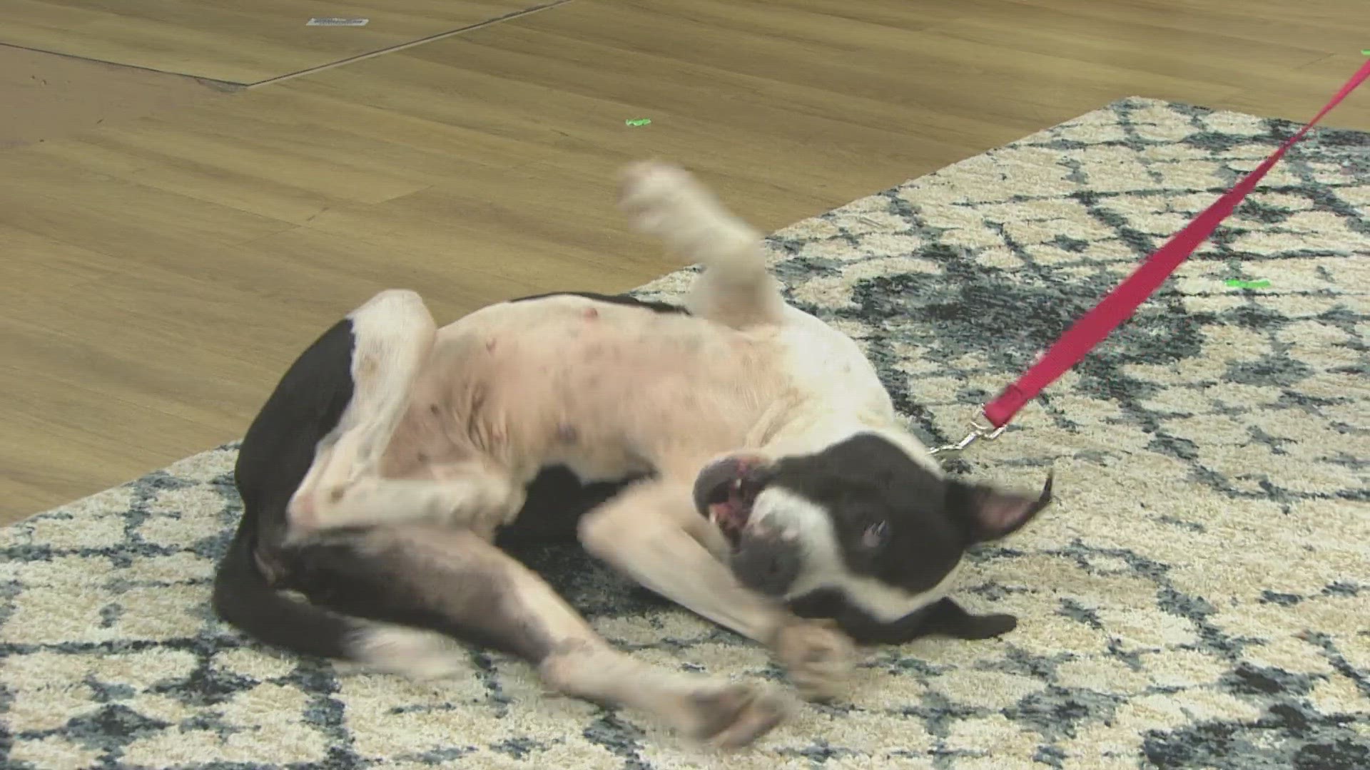 Kino, along with other large dogs, cats and kittens are available to adopt for free at the St. Johns Town Center on Saturday and Sunday.