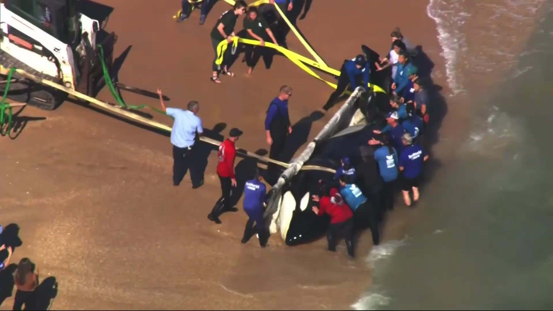 Some of the whales have washed up after a boat strike, but that's not the case for all of them.