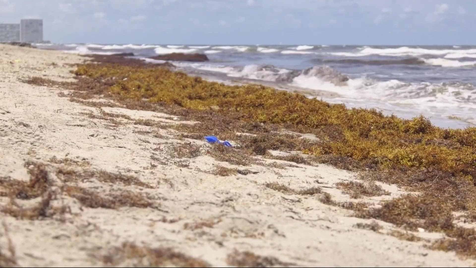 Sargassum, a seaweed that often washes up the Florida coast, is expected to be extra abundant this year.