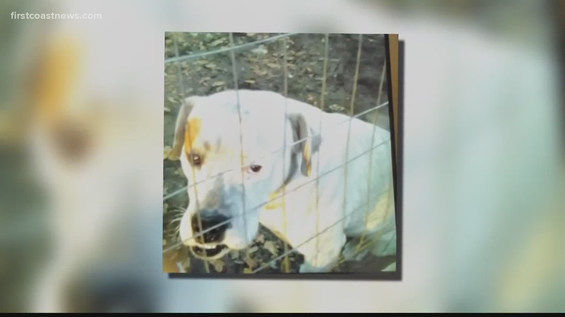 The On Your Side team has exclusive video of a JSO officer shooting and killing a woman’s pit bull terrier.