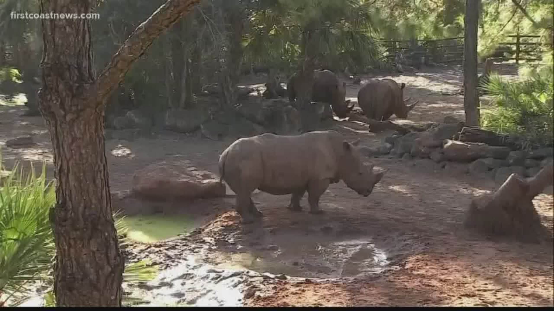 A child fell into the rhino exhibit during a New Year's Day rhino encounter at the Brevard Zoo in Melbourne, Florida.