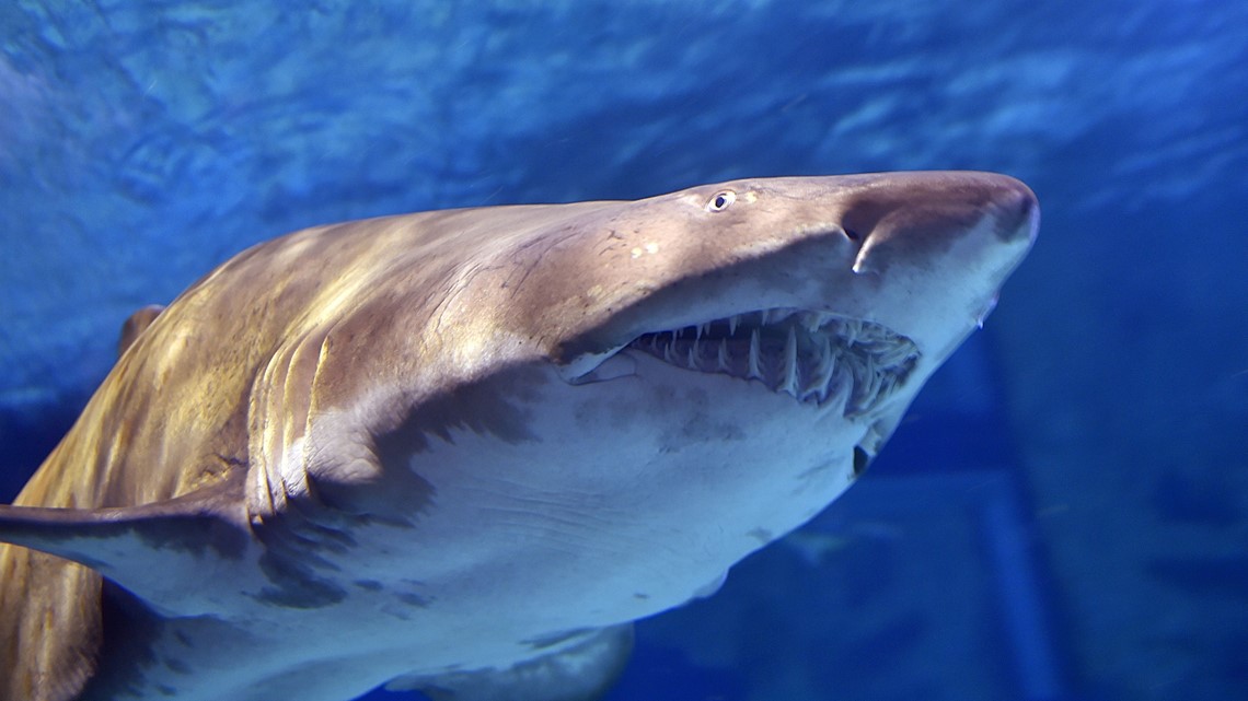 New shore-based shark fishing regulations take effect on July 1