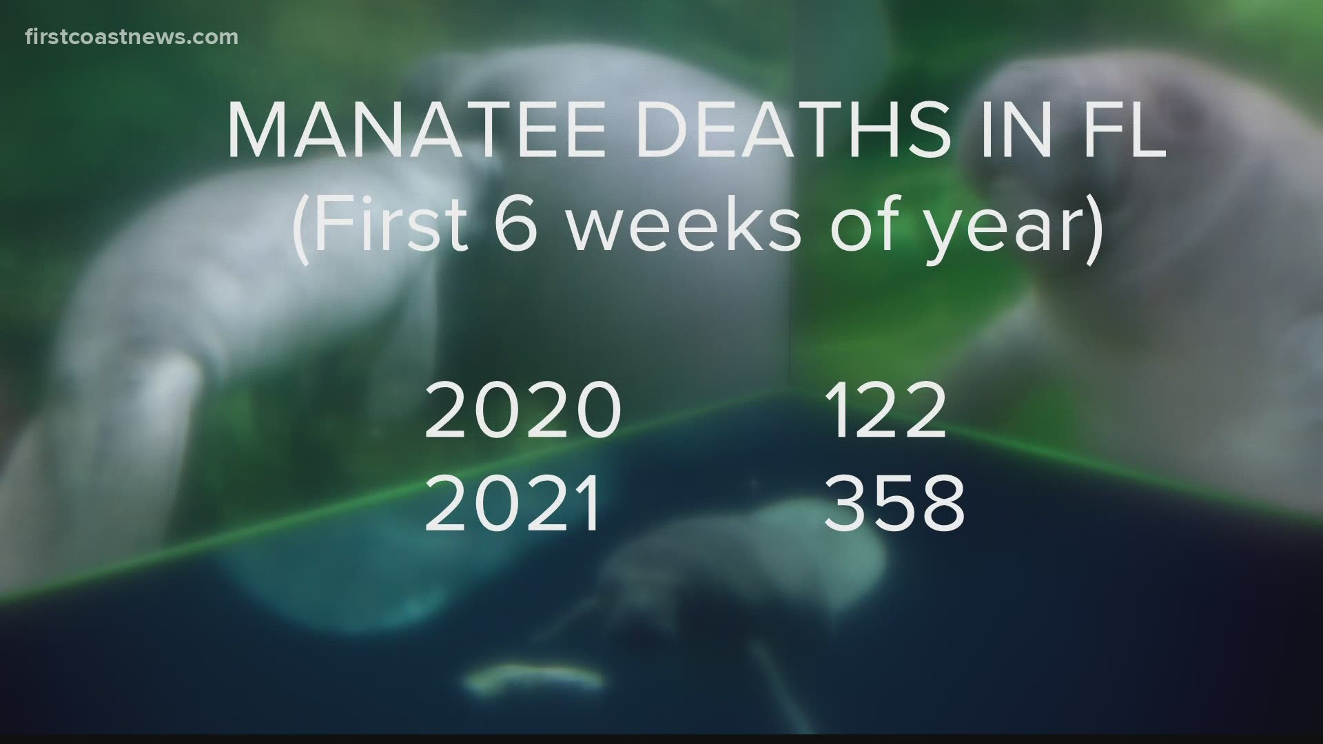The number of reported manatee deaths so far in 2021 has equaled more than half the total number of manatee deaths reported in 2020.