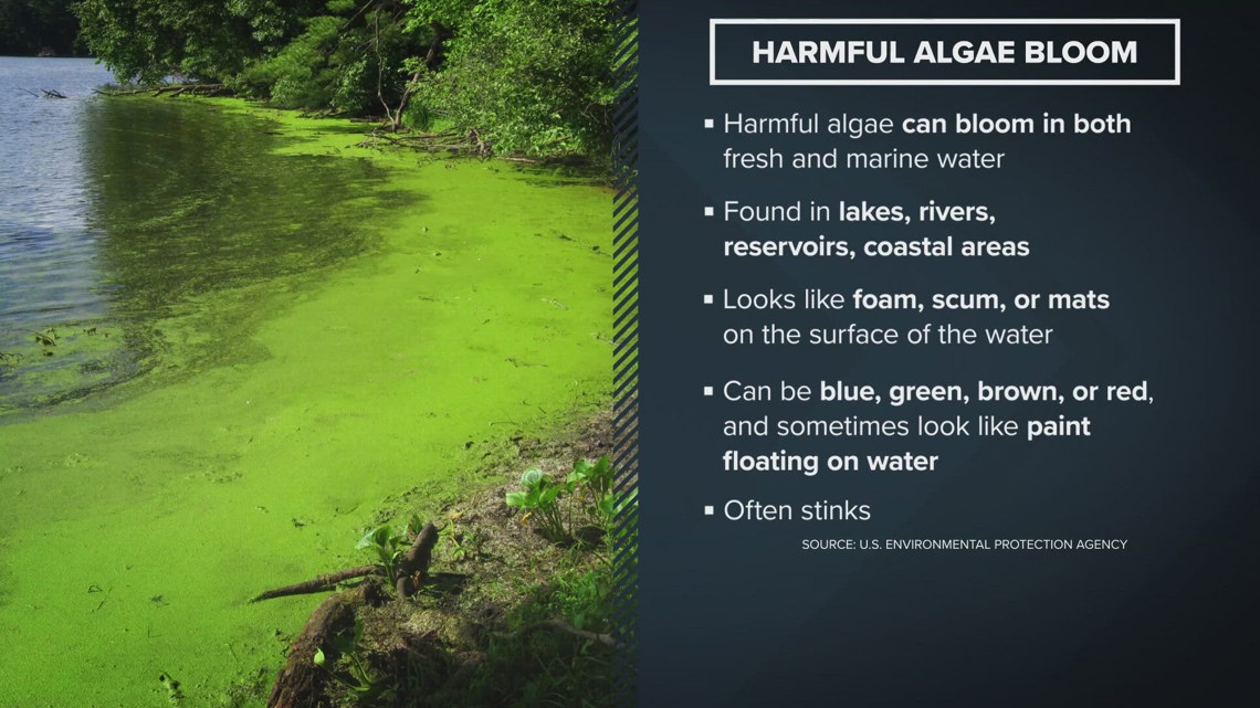 Health officials issue alert for blue-green algae present in St. Johns River near Shands Bridge