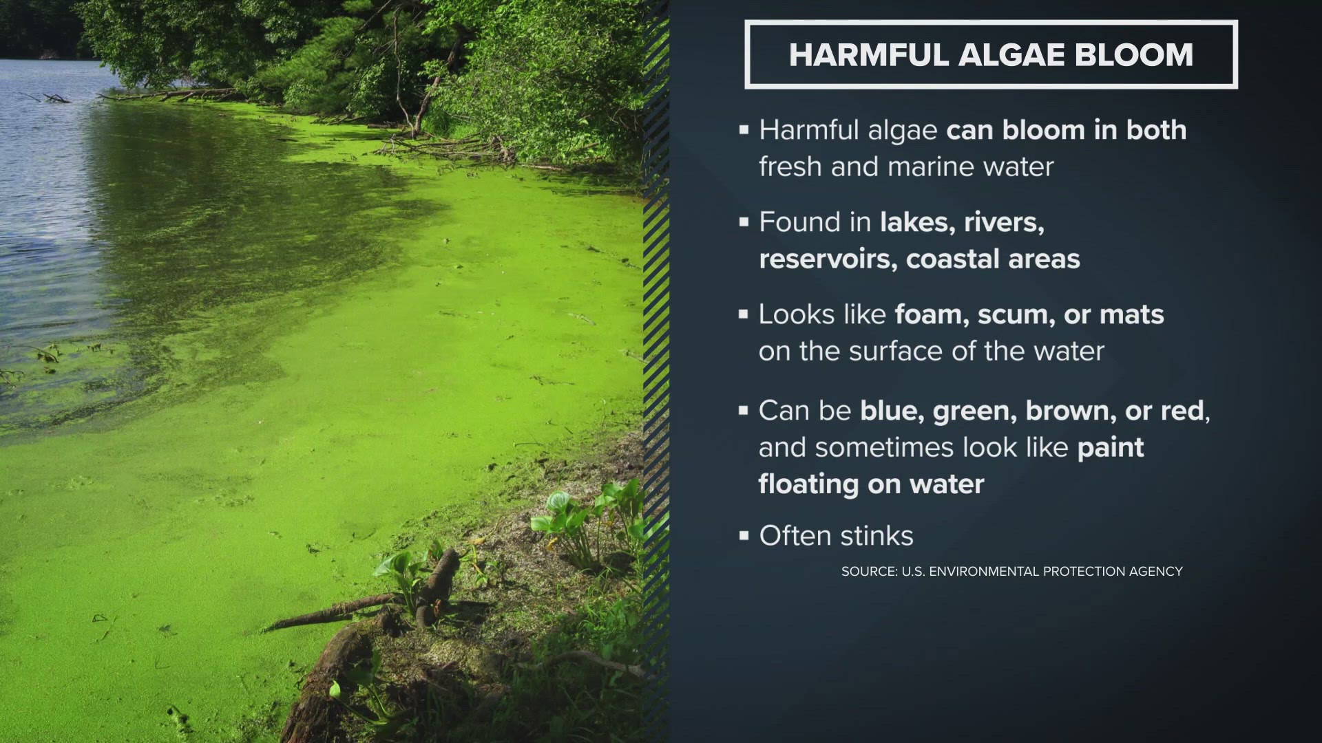 Blue-green algae looks like foam or scum on the surface of water. Symptoms can show within minutes if a person is exposed to it.