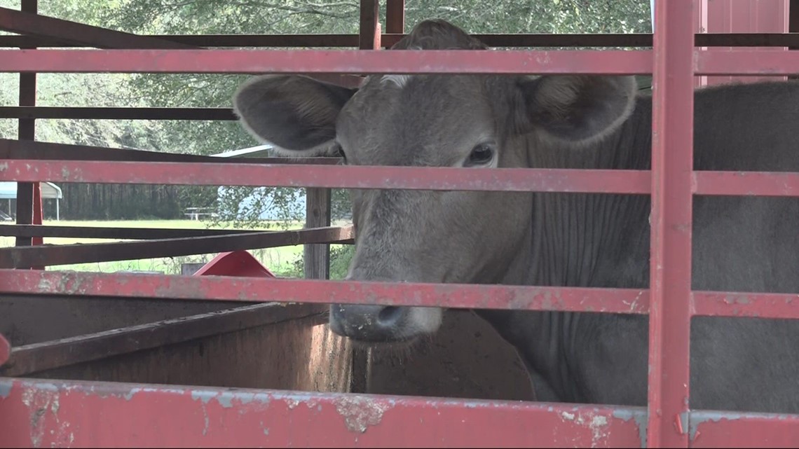 More complaints of animal neglect under investigation - Vimarsana News