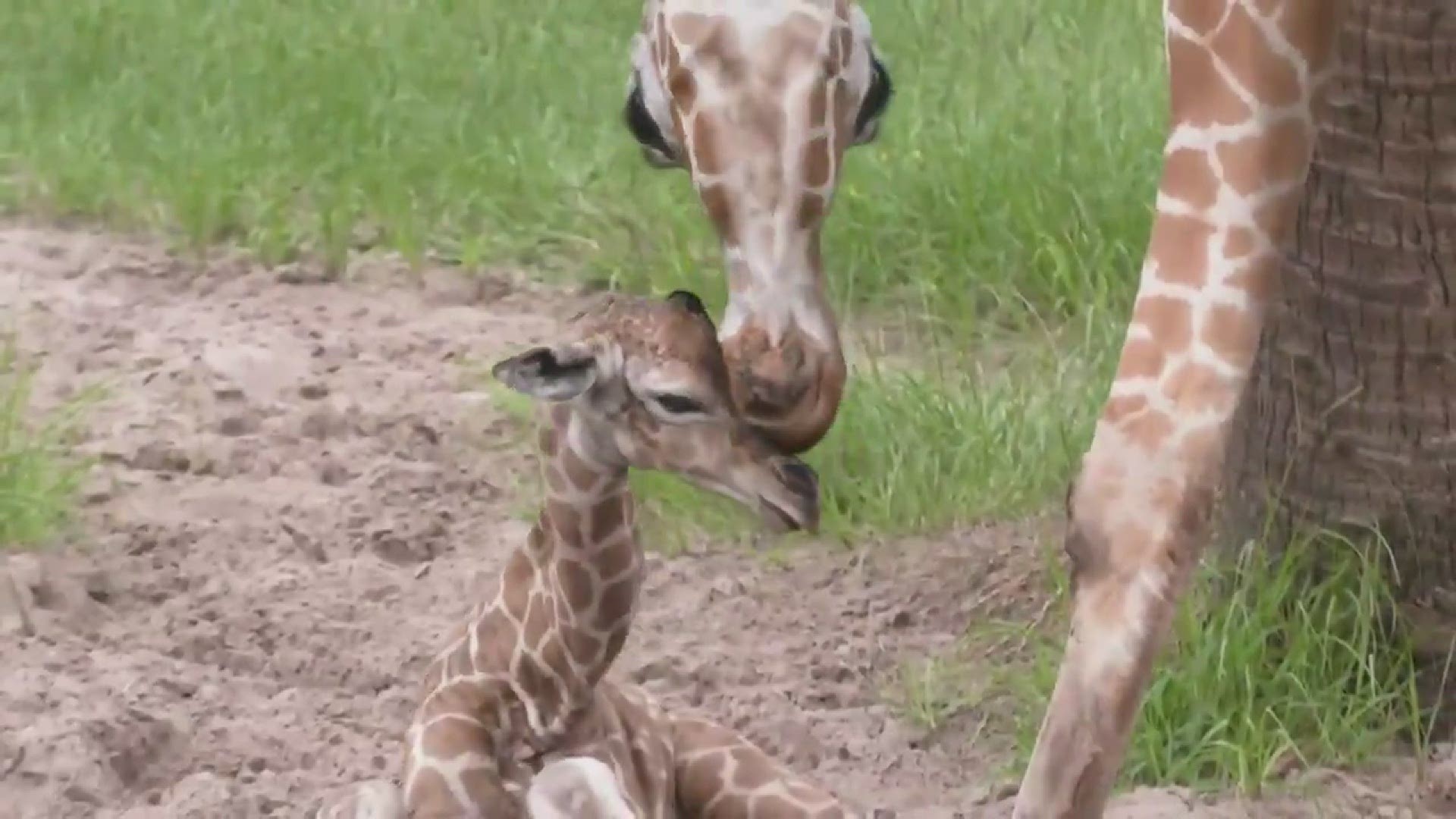 Jacksonville Zoo and Gardens celebrates birth of baby giraffe. Credit: @jacksonvillezoo