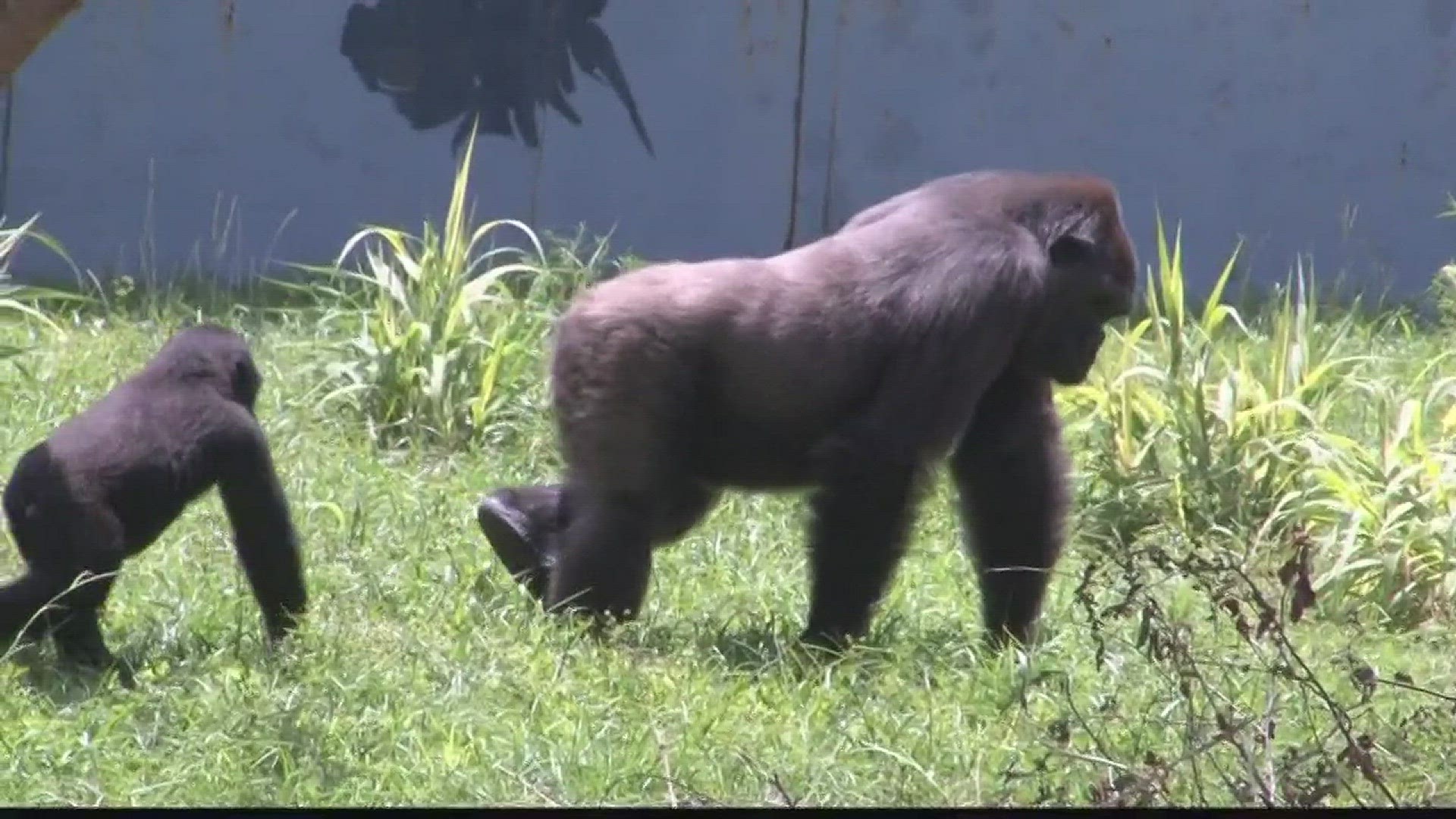 A $9 million upgrade will impact the quality of life for the zoo's apes.