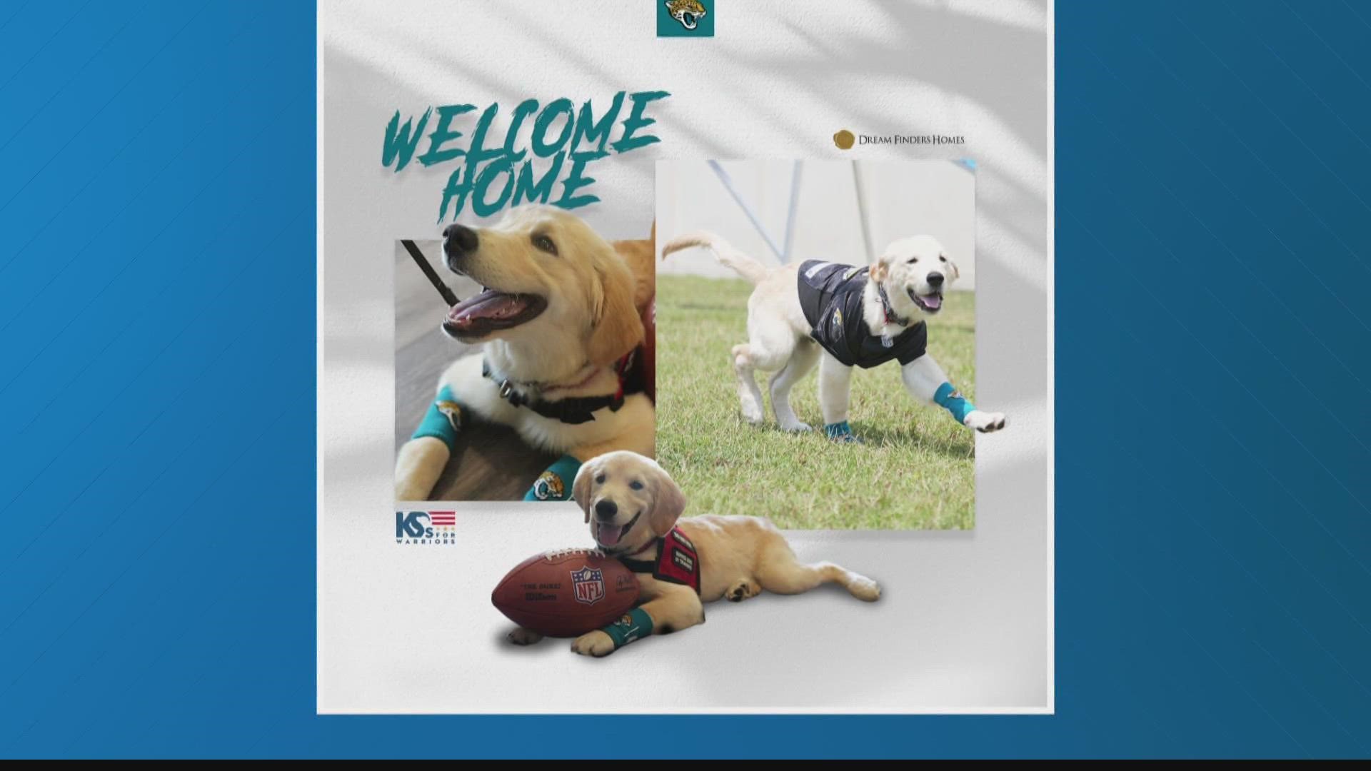 The Jacksonville Jaguars are asking for help in finding a name for their new Warriors puppy. Some good suggestions already in.