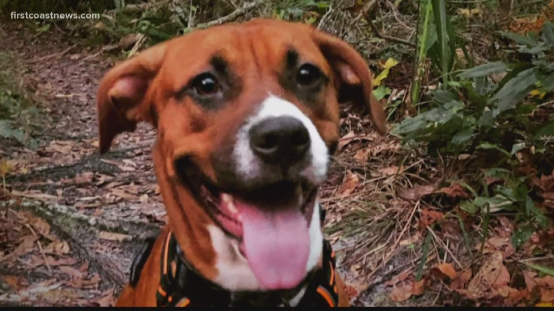 The dog was being walked by a dog sitter, off leash, when the incident occurred. According to a police report, Clay County Sheriff's Lt. Mark Cowan believed Parker was a pit bull. He said the dog was 300 feet away, and off leash when it began “charging at him at a full run.”