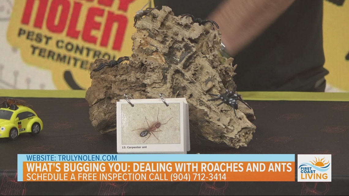 What's Bugging You? | Dealing with Roaches & Ants - firstcoastnews.com