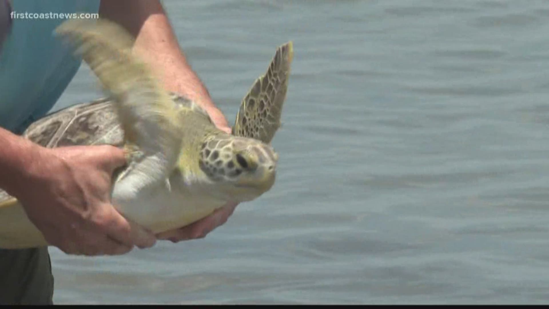 WATCH: 4 sea turtles to be released from Georgia Sea Turtle Center in ...