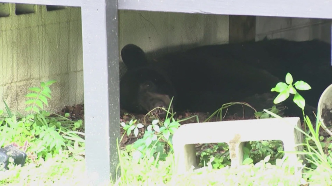 Judge refuses to halt Florida black bear hunt scheduled for December