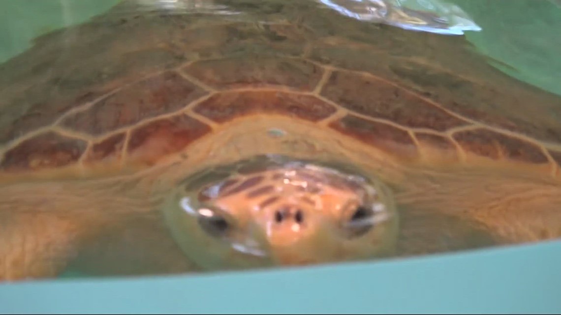 Help sea turtles on Jekyll Island ahead of nesting season Monday!