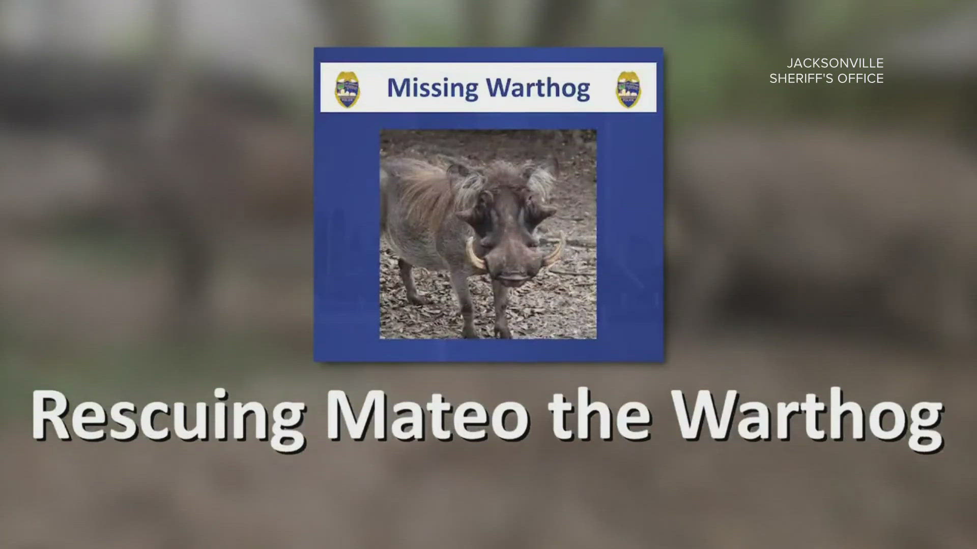 Mateo the warthog went missing from his enclosure Friday night during the zoo's Colors of the Wild event. Here's the tool police used to find him.