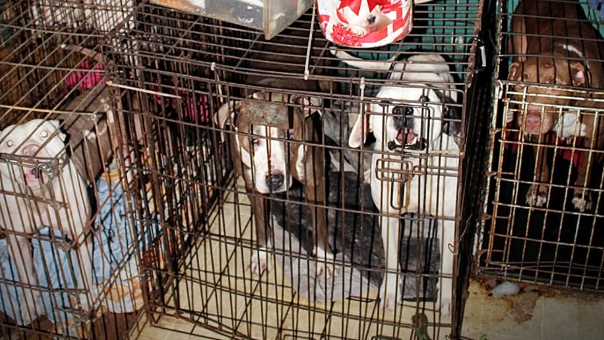 Dog hoarding in Florida